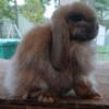 Hlaf pedigreed Holland hop bunnie