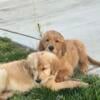 Golden retriever puppies