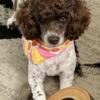 2.5 yr old female miniature poodle - price negotiable