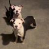 Apbt/ Am Bullies Available