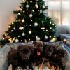 German Shepherd Puppies
