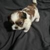 Adorable shin tzus. 2 males and 1 female available.