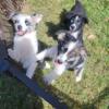 Registered Australian Shepard Puppies