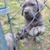 AKC/ ICCF Cane corso male puppy