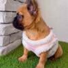 Girl Fluffy French Bulldog