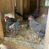 Barred Rock chickens