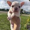 Frenchie puppies