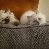 Purebred Doll Face Himalayan Kittens