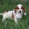 Dachshund puppies