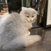 2 Scottish folds long hair for sale