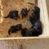 German Shepherd Puppies Available Now