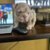 AMERICAN BULLY PUPPIES