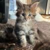 Maine coon little babies