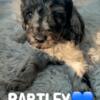 Bartley - F1bb Standard Goldendoodle - Morehead, KY