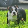 Pocket Bully Pup (Unique) 