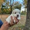 Coton-Tzu puppy Legolas