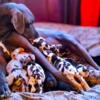 Pure Bred AKC Pedigree Great Dane Puppies