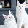 TICA Registered Euroline Maine Coon Kittens