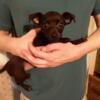 Adorable Chihuahua Puppies for Sale