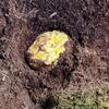 Albino female Pac-Man frog