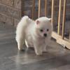 AKC American Eskimo male pups