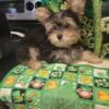 Registered AKC Traditional Yorkie Male born 