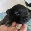 Male Yorkiepoo mix pups