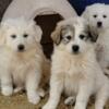 Purebred Great Pyrenees puppies