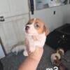 Jack Russell shortie puppies reduced price