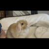 Purebred 10 Month Old Holland Lop Doe (price negotiable)