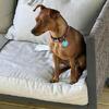 Male 1 year 2 month old Mini Pinscher