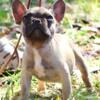 French Bulldog Male Puppy 