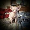Sphynx kittens DISCOUNTED!!! 