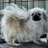 AKC Pekingese