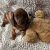 Dachshund puppies for sale