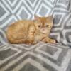 Red tabby female persian kitten