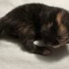 3 week old Munchkin Kittens looking for their forever home