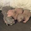 Male Bambino Sphynx Kitten
