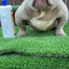 Male lilac micro bully