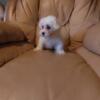 Available Maltese puppies