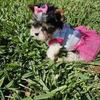 Biewer Terrier Puppies