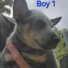 CKC blue Heeler puppies