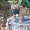 Cocoa fawn male akc 