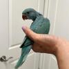 Baby Indian Ringneck parrot in all the colors
