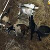 Nigerian Billy goats