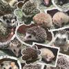 Hedgehogs- meet for pick up available in Elizabeth City NC and Chesapeake VA