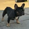 Adult male frenchie 