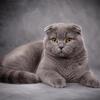 ISO stud for Scottish fold
