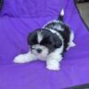 Shih Tzu puppies
