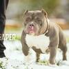 American Pocket bully stud